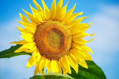 Bright yellow sunflower against a blue sky with clouds, beautiful summer wallpaper