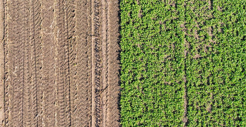Vertical aerial view of a green field and a brown field, abstract as background, texture or pattern