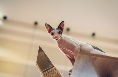 Low angle view of cat on table