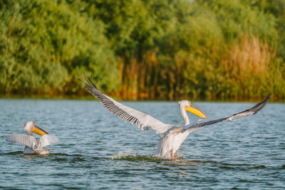 Bird flying over lake