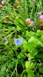 Close-up of insect on flower blooming outdoors