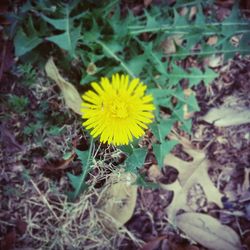 Close-up of dandelion flower