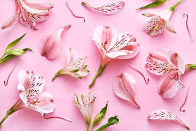 Lily of the incas flower pattern on a pink background. top view