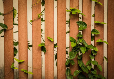 Full frame shot of ivy growing on plant