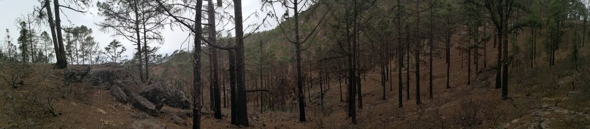 Panoramic view of trees in forest