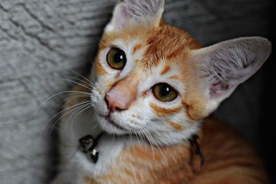 Close-up portrait of ginger cat