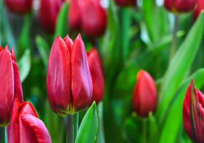 Close-up of red tulips