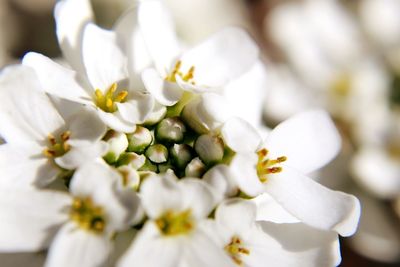 Close-up of white cherry blossoms