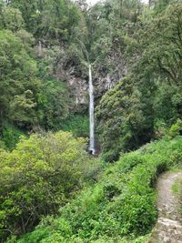 View of waterfall in forest