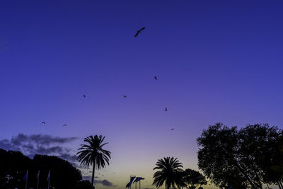 Low angle view of birds flying in sky