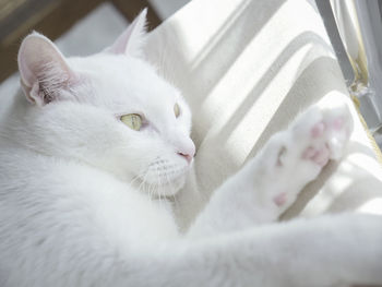 Close-up of white cat