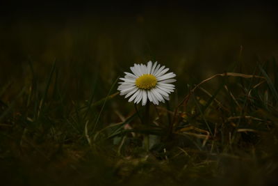 Close-up of flower blooming on field
