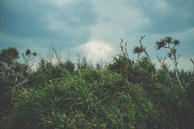 Plants growing on field against sky