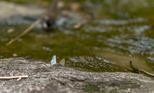 Close-up of rocks on shore