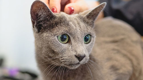 Close-up portrait of cat