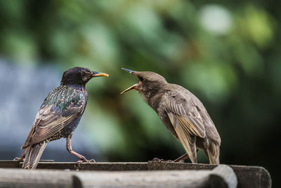 Bird perching on stem