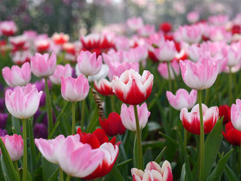 Close-up of pink tulips in field