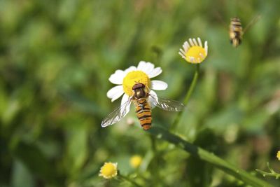 Close-up of bee pollinating on yellow flower