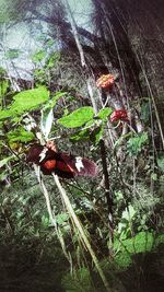 High angle view of red leaf on tree