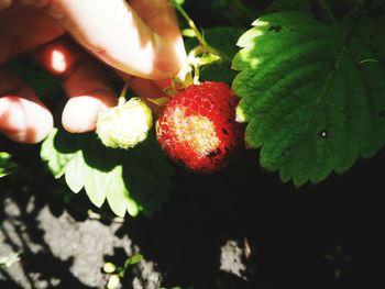 Close-up of strawberries on hand