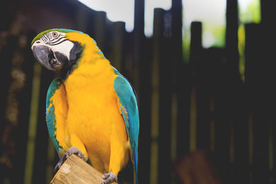 Close-up of parrot perching on wooden post