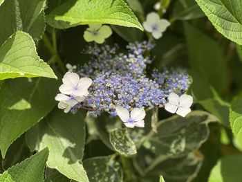 Close-up of purple flowering plant