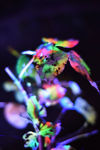 Close-up of flowers