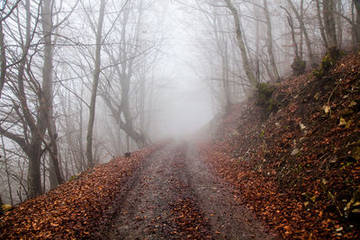 Snow covered bare trees in forest during foggy weather