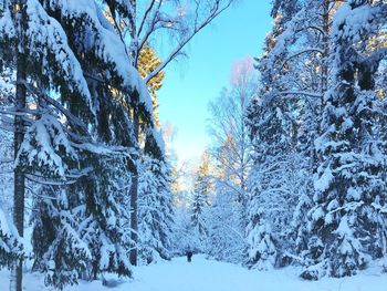 Snow covered trees in forest against sky