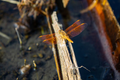 Close-up of dragonfly on wood