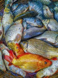 High angle view of fish