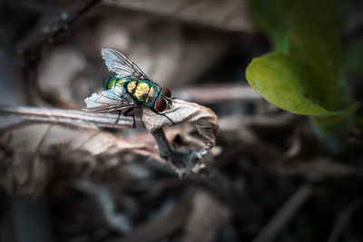 Close-up of fly on leaf