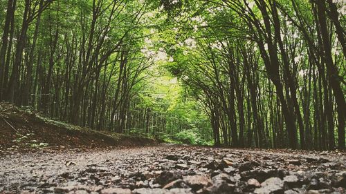 Trees growing in forest