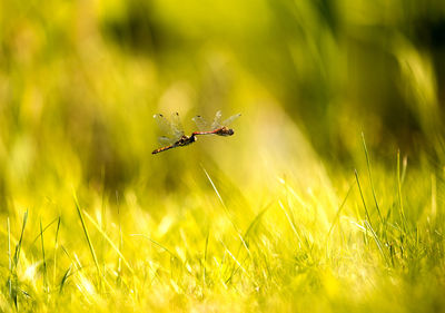 Insects flying over grass