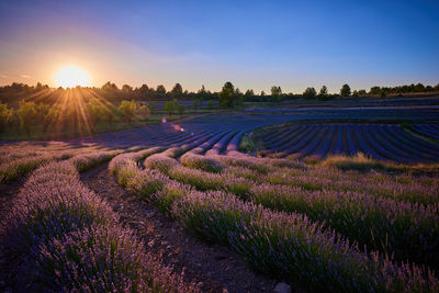 Scenic view of agricultural field against sky during sunset