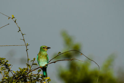 Bird perching on a tree