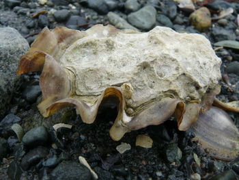 Close-up of rocks