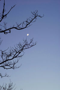 Low angle view of bare tree against clear blue sky