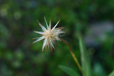 Close-up of dandelion