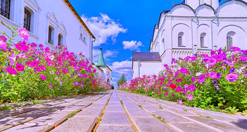 Pink flowering plants by building against sky