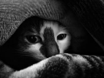 Close-up portrait of cat at home