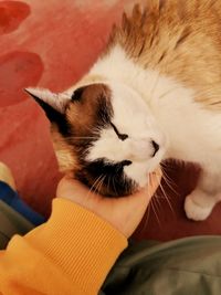 Close-up of hand holding cat