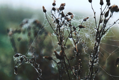 Close-up of spider web