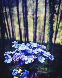 Close-up of purple flowering plant