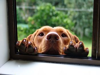 Portrait of dog rearing up on window