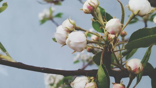 Close-up of white flowers