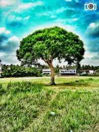 Trees on field against sky