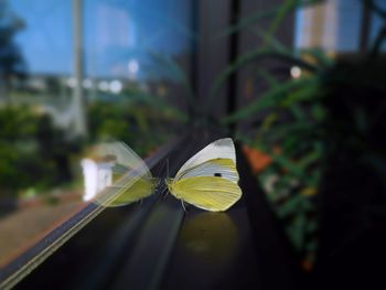 Close-up of butterfly on plant