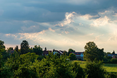 Trees and plants against sky