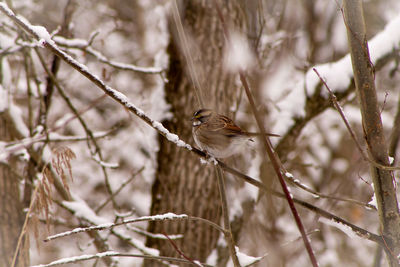 Bird perching on branch